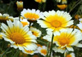 Garland Daisy Flower Seeds - 100 Fresh Seeds - Bright Yellow Blooms - Bellis perennis - Free USA Shipping