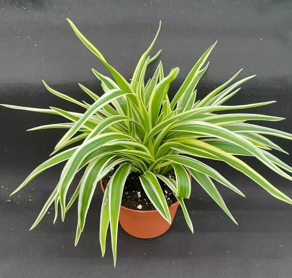 Clean Air Plant 3" Pot - Variegated Chlorophytum comosum - Rooted Spider Plant