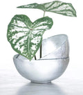 Caladium Bulbs - 6 White Majesty - Perennial Elephant Ears, Hardy Plants for Garden - Caladium bicolor