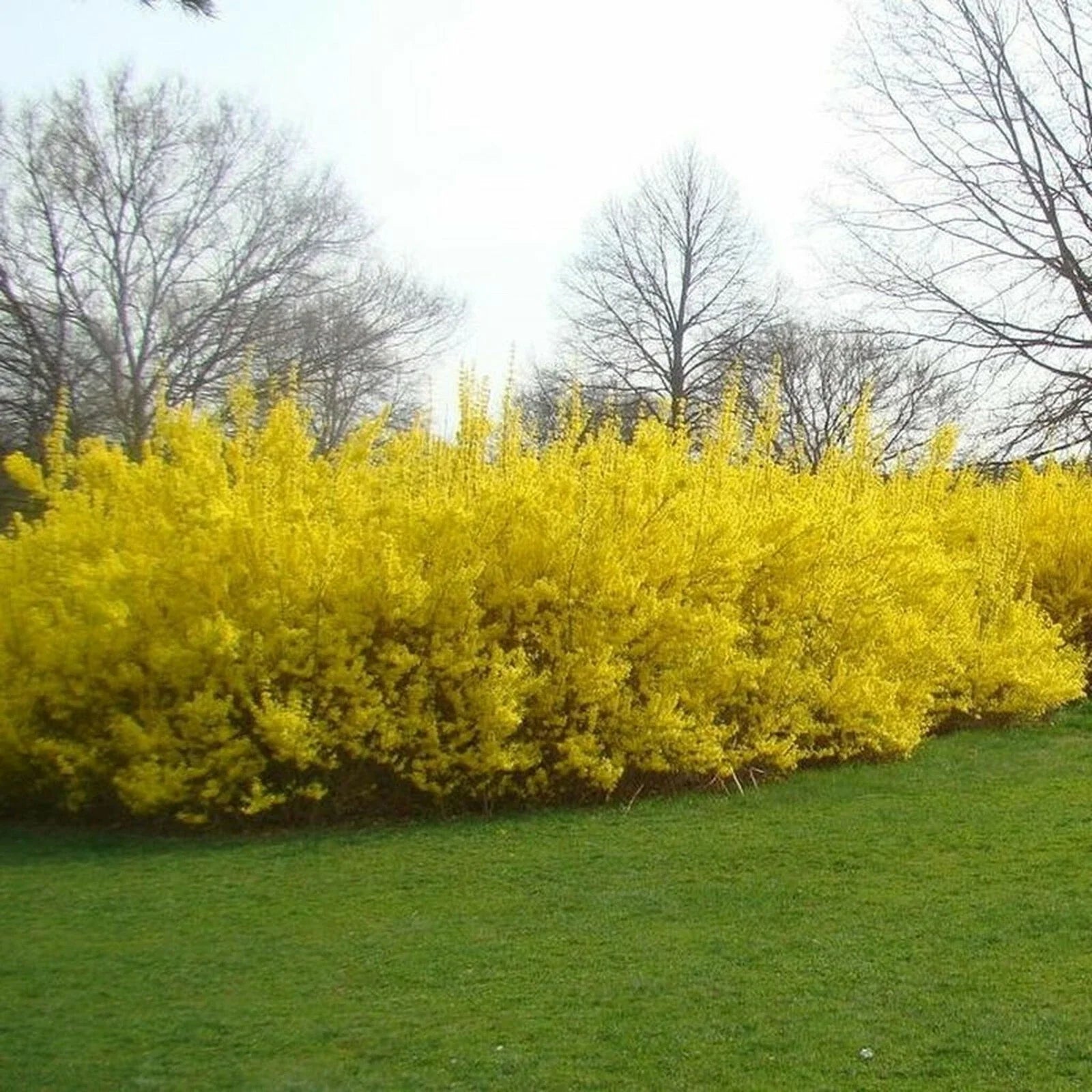 Forsythia Cuttings - 10 Pieces, 5-8 Inches Long, Root in Water or Soil - Forsythia spp.