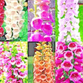 Foxglove Seeds Mix - 4000+ Perennial Flower Seeds - Excelsior Variety (Digitalis purpurea) - Attracts Hummingbirds
