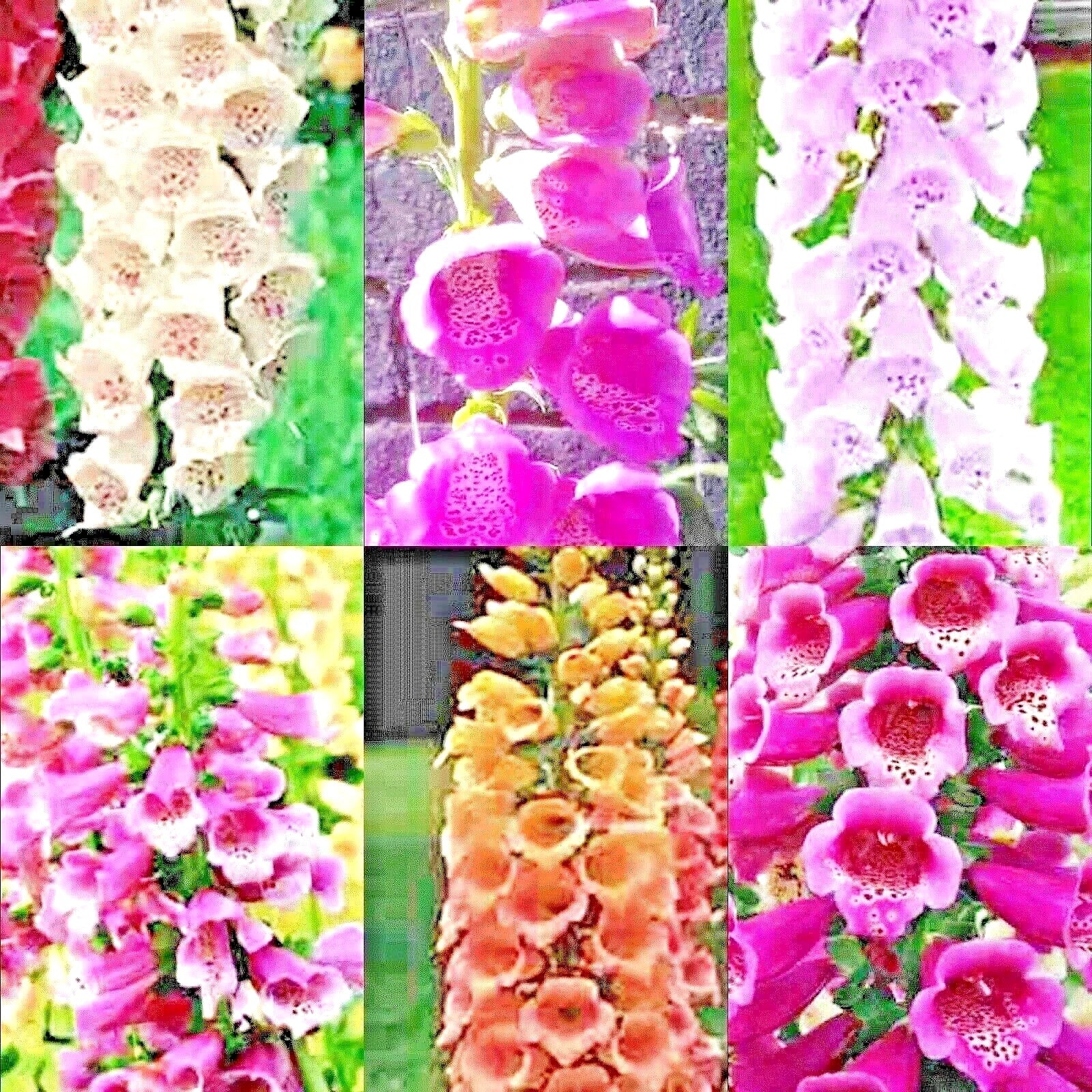 Foxglove Seeds Mix - 4000+ Perennial Flower Seeds - Excelsior Variety (Digitalis purpurea) - Attracts Hummingbirds