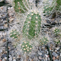 Echinocereus rayonensis Cactus Plant - Live Succulent, Unique Spines, Indoor/Outdoor Decor