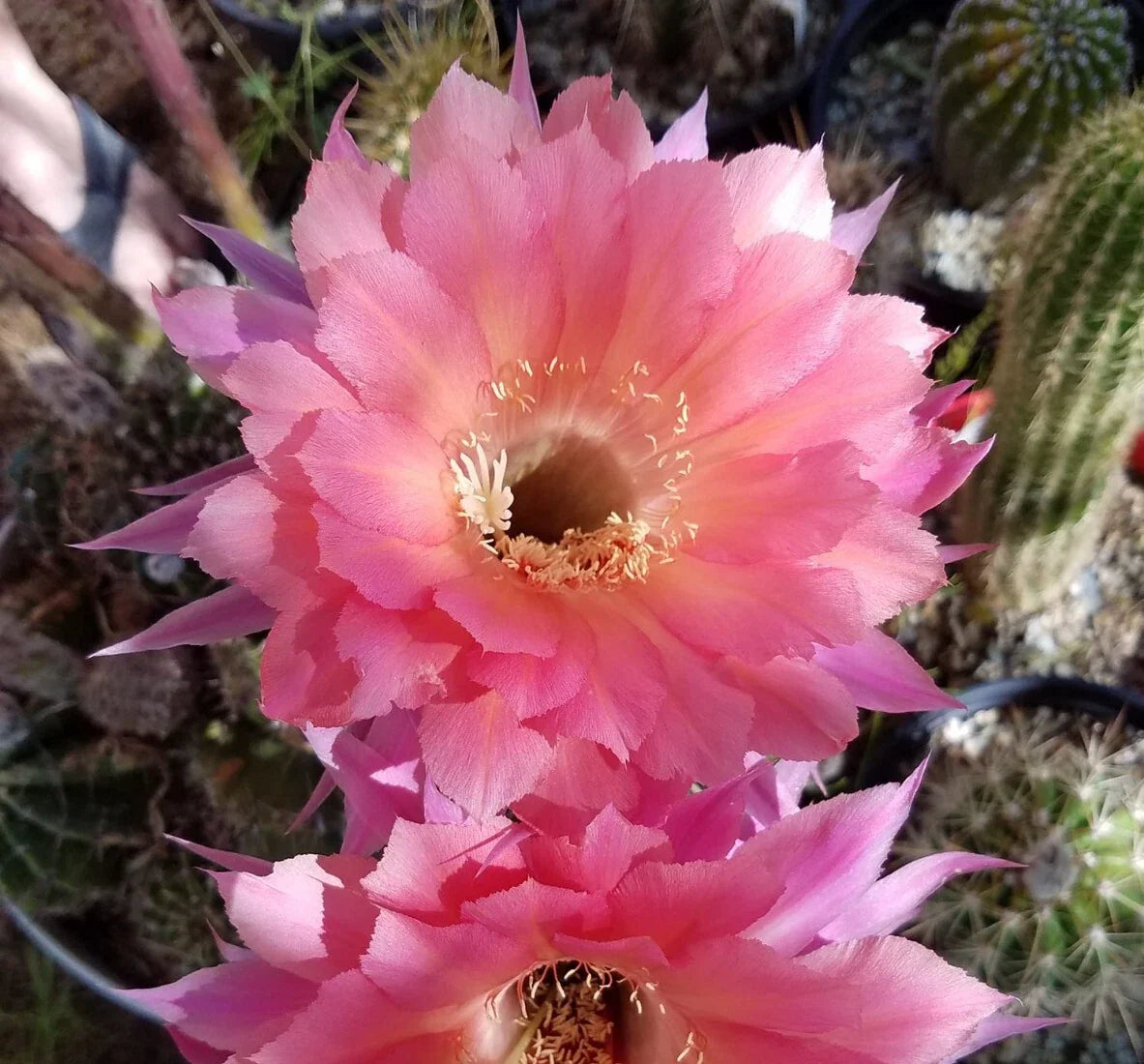 Echinopsis Hybrid Blooming Cactus Rooted Offset - Ben Hur Variety - Unique Succulent Plant for Home Decor