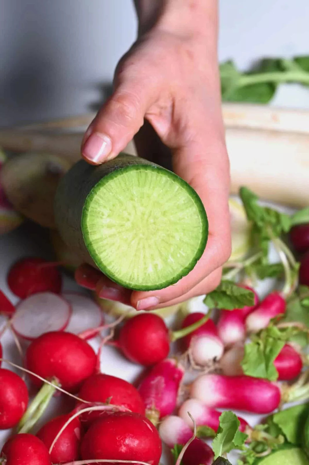 Green Meat Radish Seeds - 500+ Count for Garden Planting - Raphanus sativus - USA Grown - FREE SHIPPING
