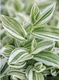 Tradescantia Fluminensis Cuttings - Green/White Wandering Jew - 5 Cuttings or 4" Pot