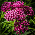 Swamp Milkweed Seeds 100 Count - Asclepias incarnata - Native Plant for Pollinators - Green