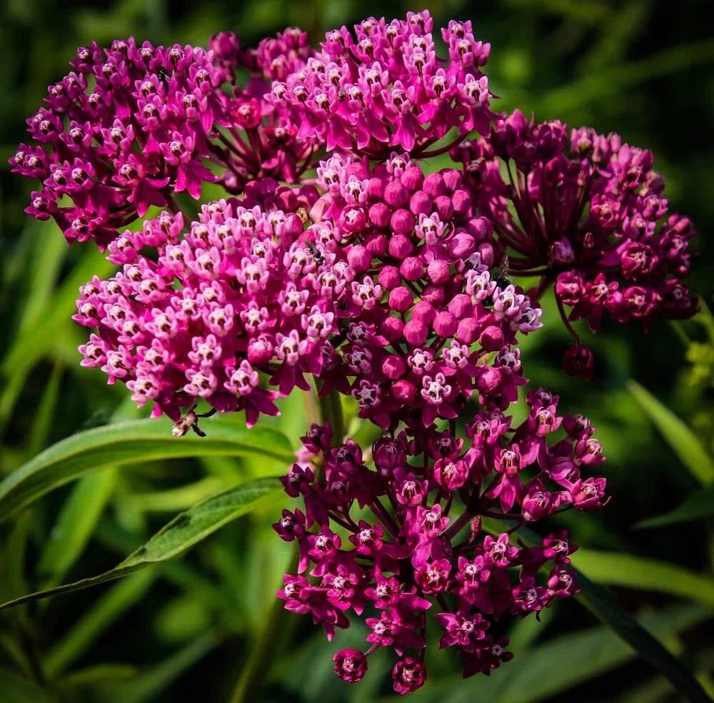Swamp Milkweed Seeds 100 Count - Asclepias incarnata - Native Plant for Pollinators - Green