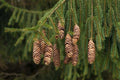 Norway Spruce Tree Seeds - 50 Seeds - Evergreen Picea Abies - Hardy Tree for Landscaping and Reforestation
