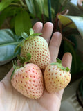 Pineberry White Strawberry Seeds - 100 Organic Seeds for Homegrown Edible Garden (Fragaria x ananassa)