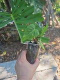 Philodendron Radiatum Plant in 3" Pot | Tropical Houseplant | Green Foliage | Ideal for Indoor Gardens