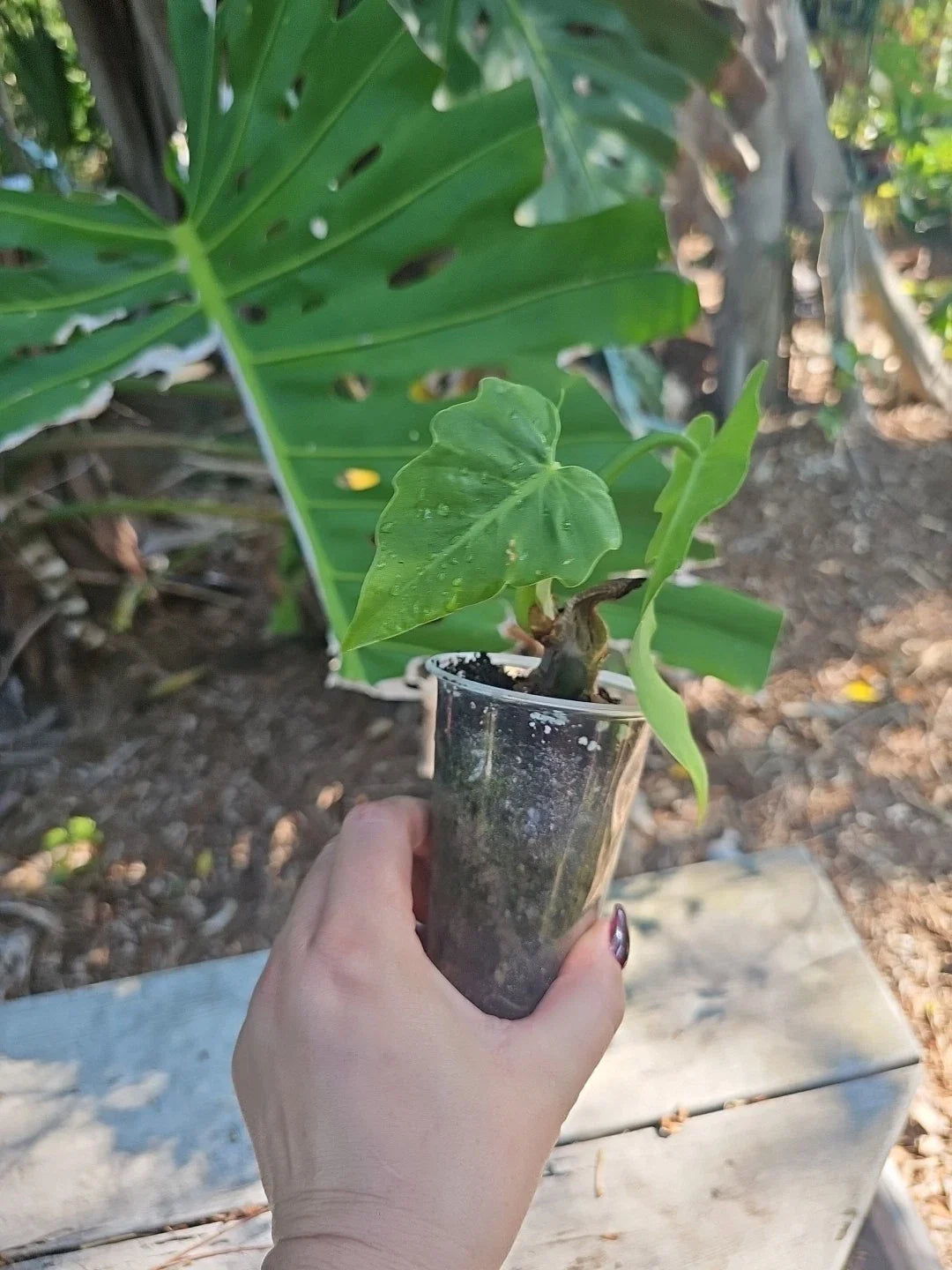 Philodendron Radiatum Plant in 3" Pot | Tropical Houseplant | Green Foliage | Ideal for Indoor Gardens
