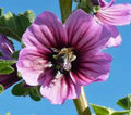 Rose Mallow Seeds, 100 Count, Bright Rose Flowers, Hibiscus moscheutos, Perfect for Garden Planting