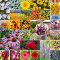 Southeast Wildflower Mixed Seeds, 1/4 Lb, 120,000+ Seeds, Cornflower, Native Plants for Pollinators, Wildflower Blend