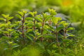 Sweet Marjoram Seeds for Planting - 100 Count - Perennial Herb - Origanum majorana