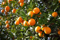 Orange Fruit Tree Scions Cuttings 6-8 inches for Rooting/Grafting - Citrus sinensis
