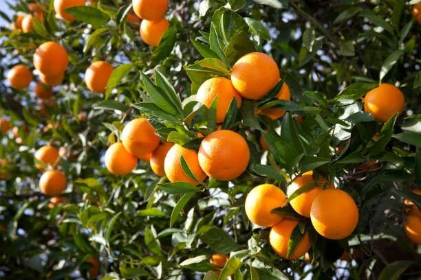 Orange Fruit Tree Scions Cuttings 6-8 inches for Rooting/Grafting - Citrus sinensis