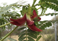 Hummingbird Tree Seeds 20+ Seeds Red Agati Flower Plant Sesbania grandiflora