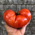 Giant Beefsteak Tomato Seeds - 120+ Heirloom Organic Non-GMO Seeds - Solanum lycopersicum