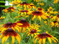 Gloriosa Daisy Seeds - 470 Perennial Flower Seeds - Bright Yellow & Red - Rudbeckia hirta - GroCo USA Ships Free