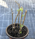 Goji Berry Plant Cuttings in Pot - Live Goji Berries for Planting - Lycium barbarum
