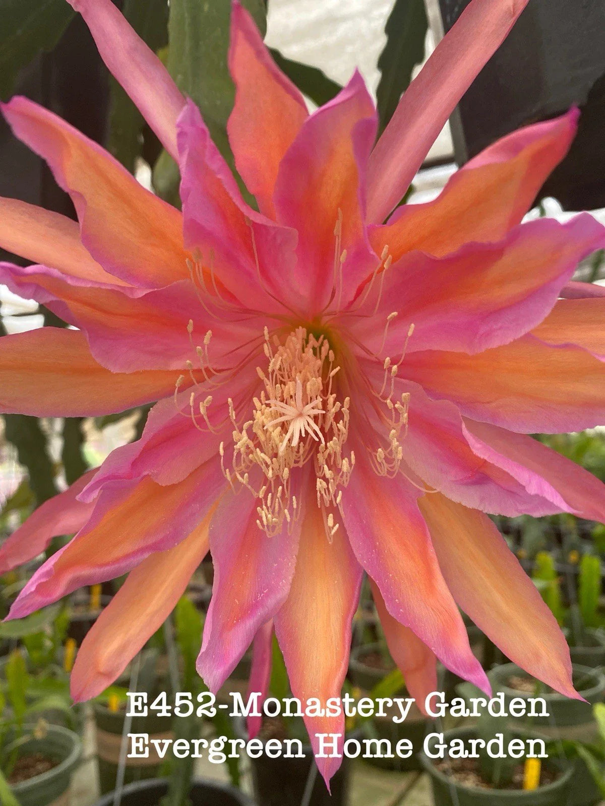 Rooted Epiphyllum Orchid Cactus 4” Starter Pot “Monastery Garden” - Tropical Houseplant for Indoor Decor