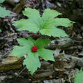 Goldenseal Yellow Roots 5-Pack Bare Root Hydrastis canadensis Wild Fresh