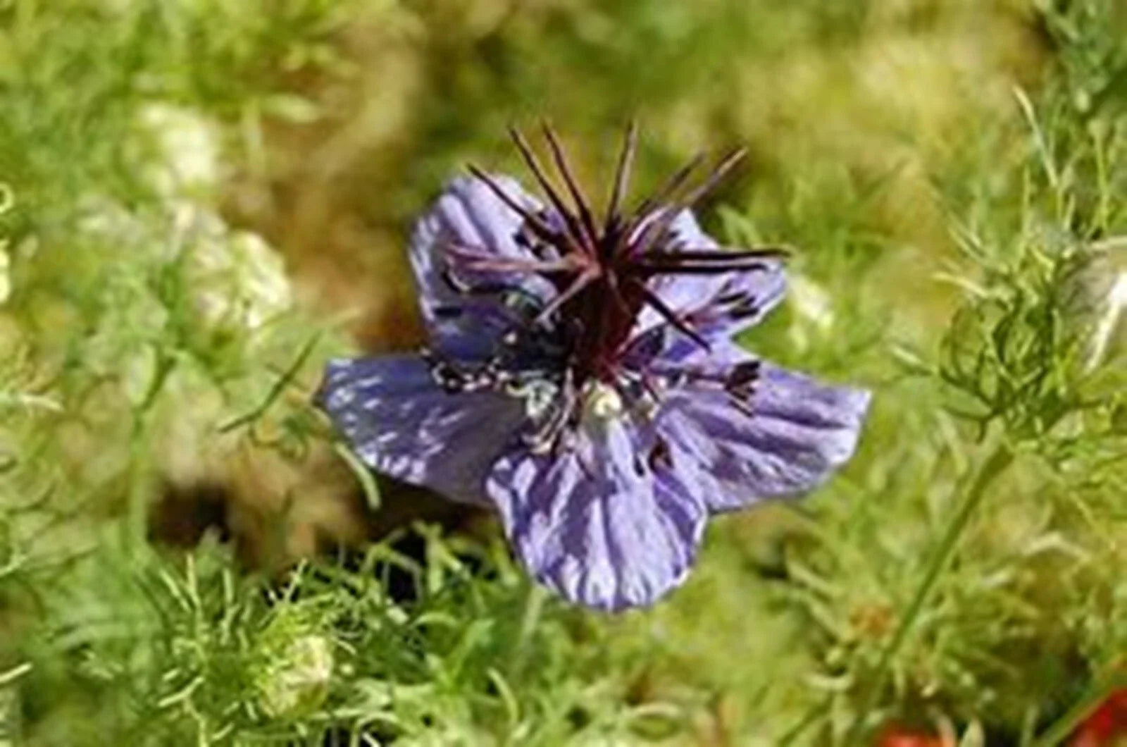 Spanish Fennelflower Seeds, Ornate Blooms, 50+ Seeds, Nigella hispanica, Flower Seeds for Garden Planting