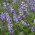 Arroyo Lupine Seeds - 100 Count - Beautiful Purple Flowers - Lupinus succulentus