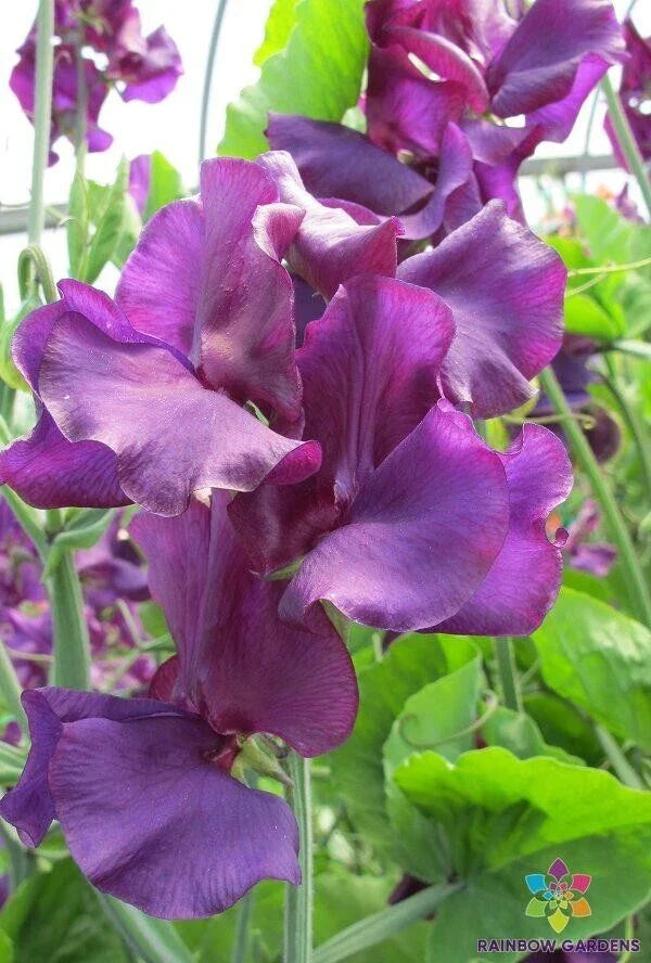 Sweet Pea Seeds - 50+ Pack - Welcome to Yorkshire Variety - Lathyrus odoratus - USA Grown - Free Shipping