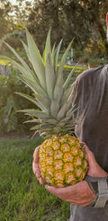 Pineapple Live Starter Plants - 3 Pack, MD2 Super Sweet Honey Gold Variety, Ananas comosus