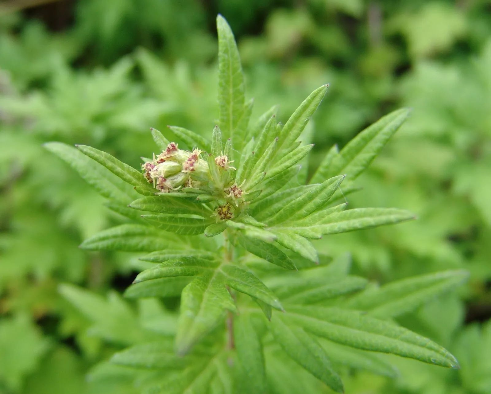 Mugwort Seeds 100 Seeds Medicinal Herb Artemisia vulgaris TCM Aicao