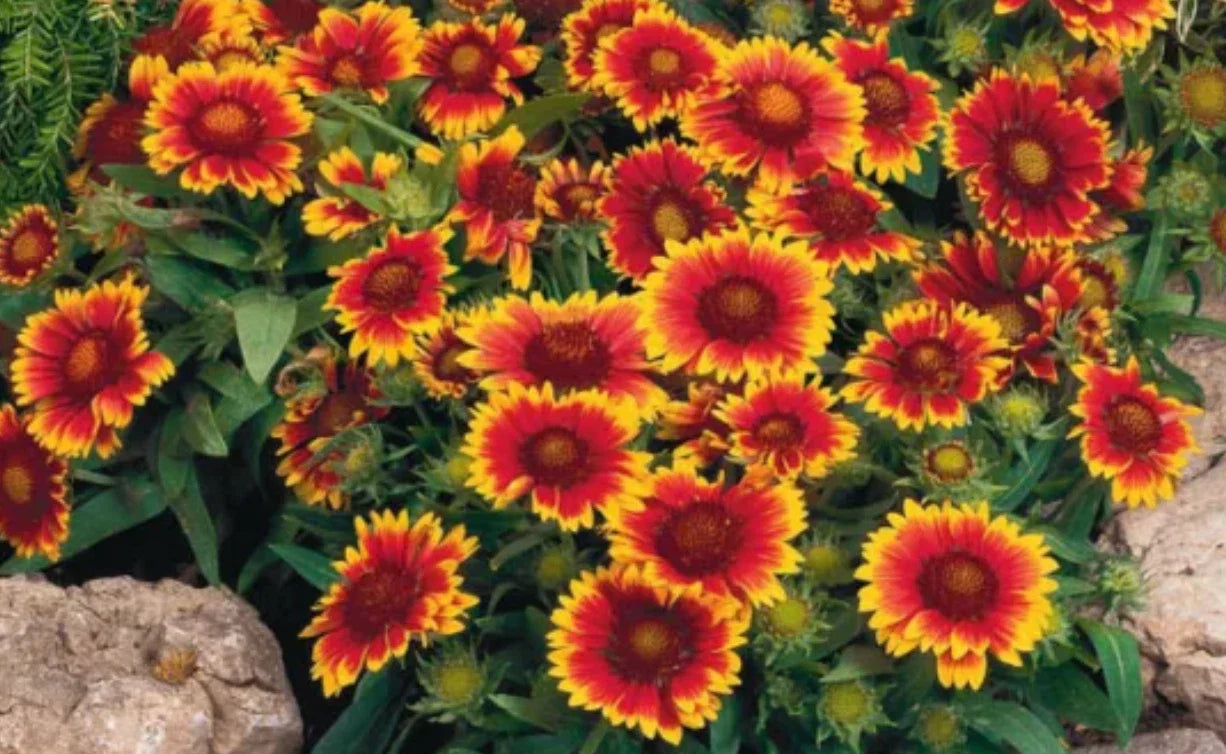 Gaillardia Arizona Sun Starter Plants, 4 Plugs, Fiery Orange with Yellow Tips, Gaillardia aristata, Perennial, Drought Tolerant