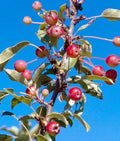 Adirondack Crabapple Seeds - 25+ Pack for Garden Planting - Malus coronaria - USA Grown, Free Shipping