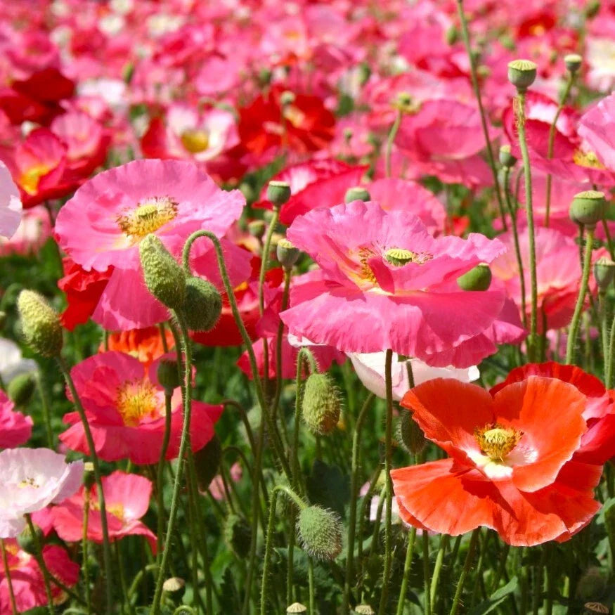 Shirley Poppy Seeds Mix | Pink Red Wildflower Seeds | P. Rhoeas | 2025