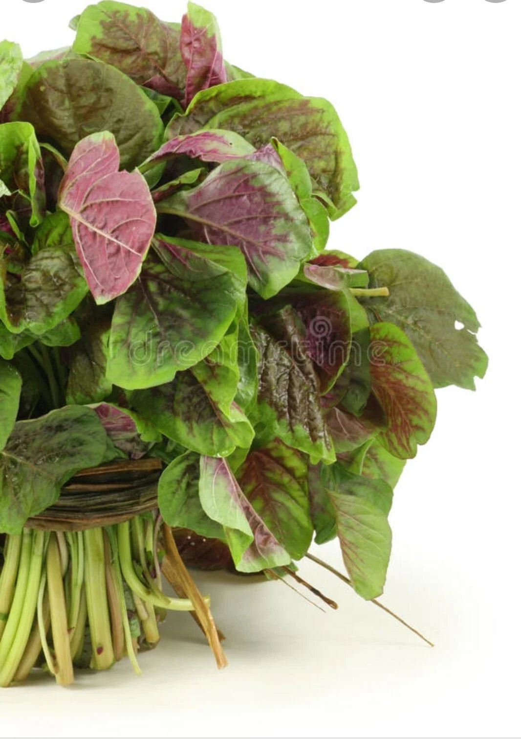Red Amaranth Seeds - 200+ Count, Red Stripe Leaf, Chinese Spinach, Yin Cho Callaloo Herb, Amaranthus tricolor