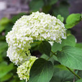 Hydrangea Starter Plant - White Flowering Blooms - Arborescens (Smooth Hydrangea) - Shade-Tolerant Perennial Shrub