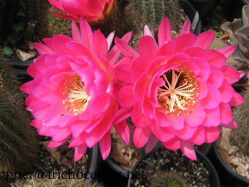Tricocereus Grandiflorus Cactus, 5" Pink Flowers, 4.5" Pot, Show-Stopper Variety