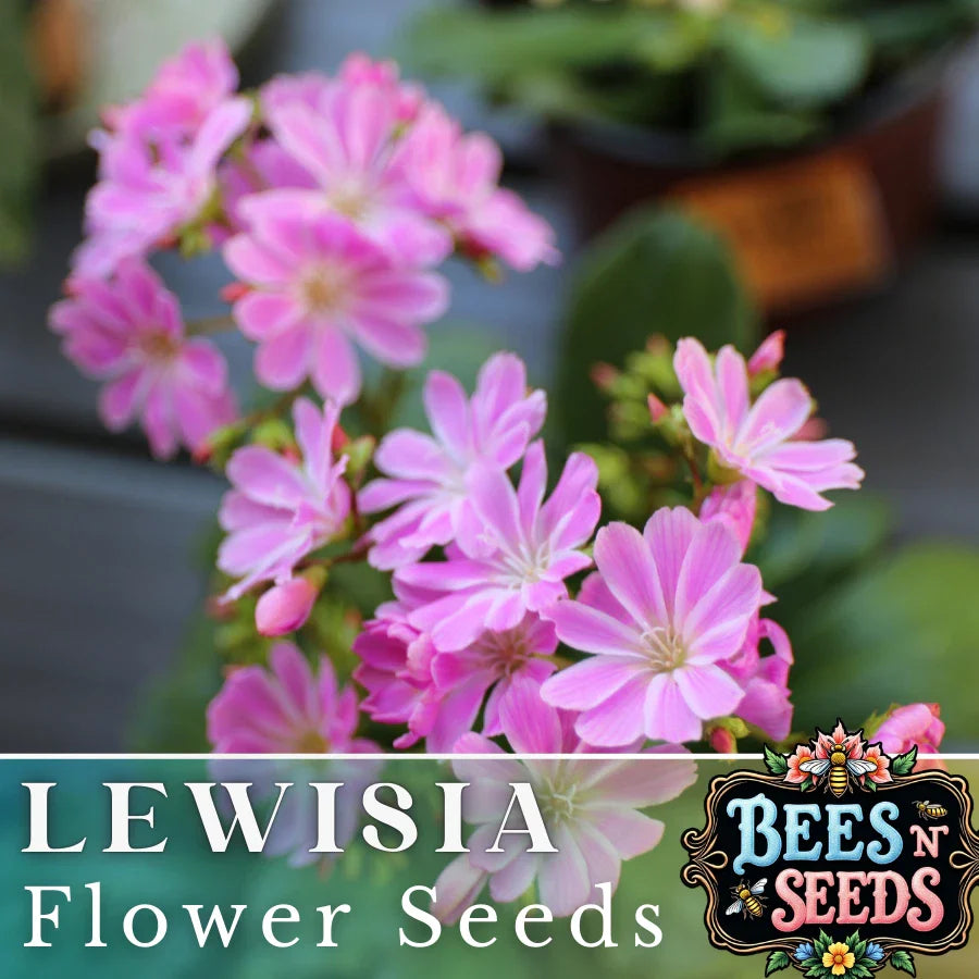 Lavender Lewisia Seeds - Non-GMO Flower Seeds, 35 or 100 Count, Perfect for Garden - Lewisia cotyledon