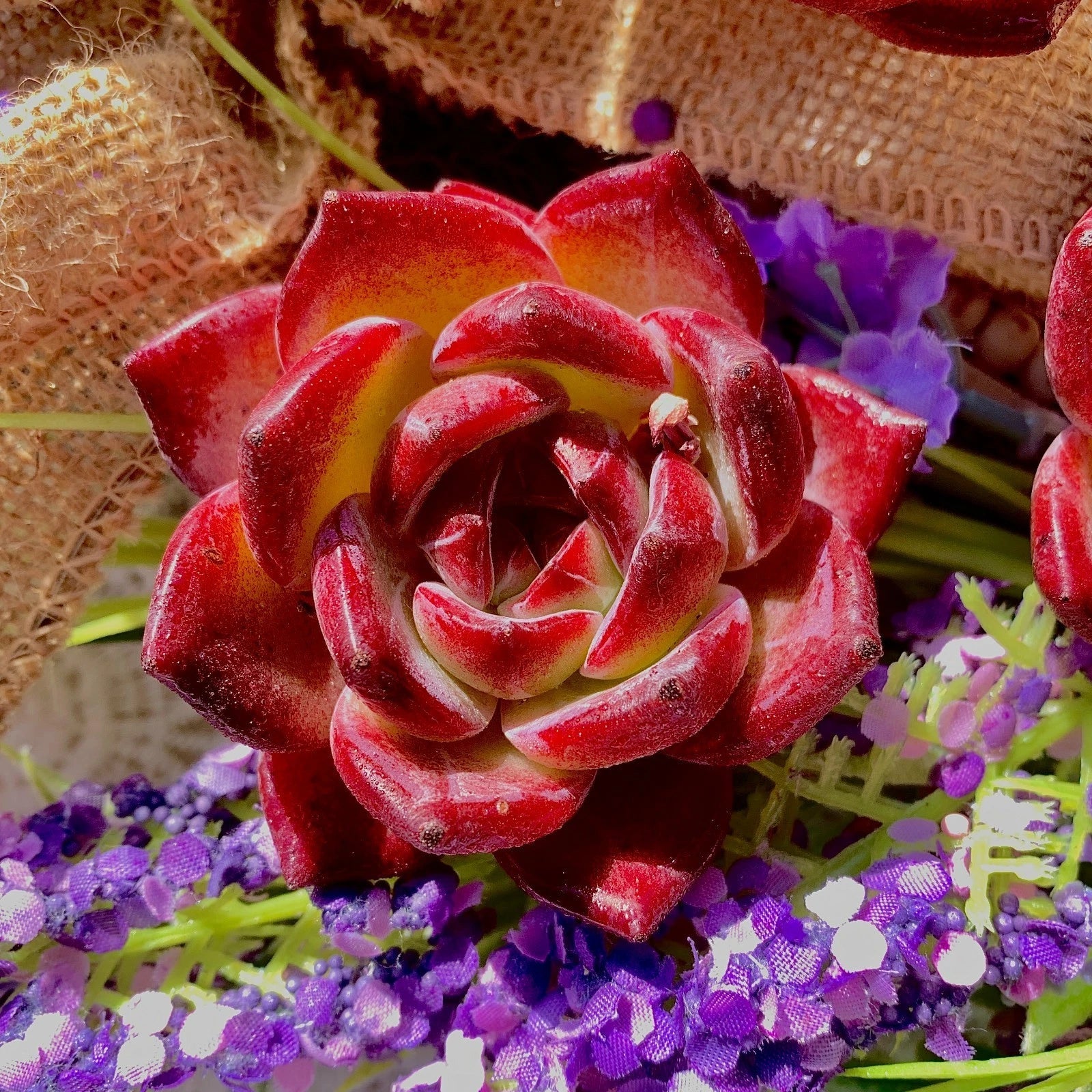 Live Echeveria Daredevil Succulent - Bare Root Plant for Garden, Office, Wedding Favors - Echeveria 'Daredevil'