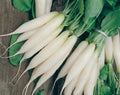 White Icicle Radish Seeds - 100+ Heirloom Organic NON-GMO - Fresh Rare Variety - Raphanus sativus