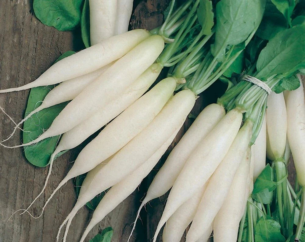 White Icicle Radish Seeds - 100+ Heirloom Organic NON-GMO - Fresh Rare Variety - Raphanus sativus
