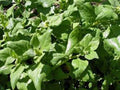 Spinach Seeds, Heirloom Non-GMO, New Zealand Variety, 100+ Seeds, Tasty Spinach