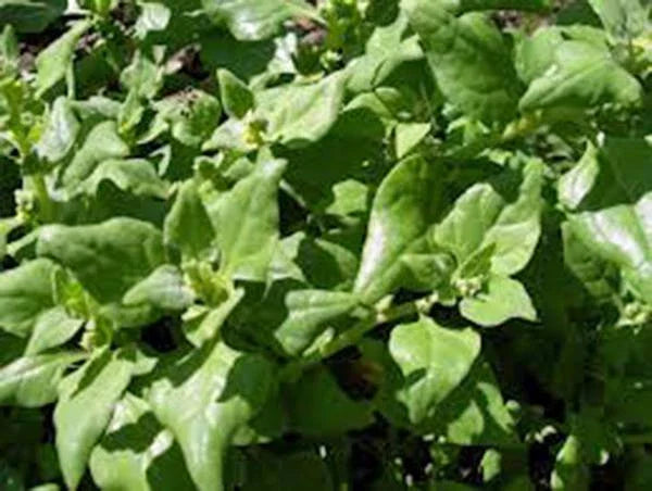 Spinach Seeds, Heirloom Non-GMO, New Zealand Variety, 100+ Seeds, Tasty Spinach