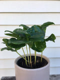 Coffee Arabica Potted Plant | Live Arabian Coffee Plant | Coffea Arabica