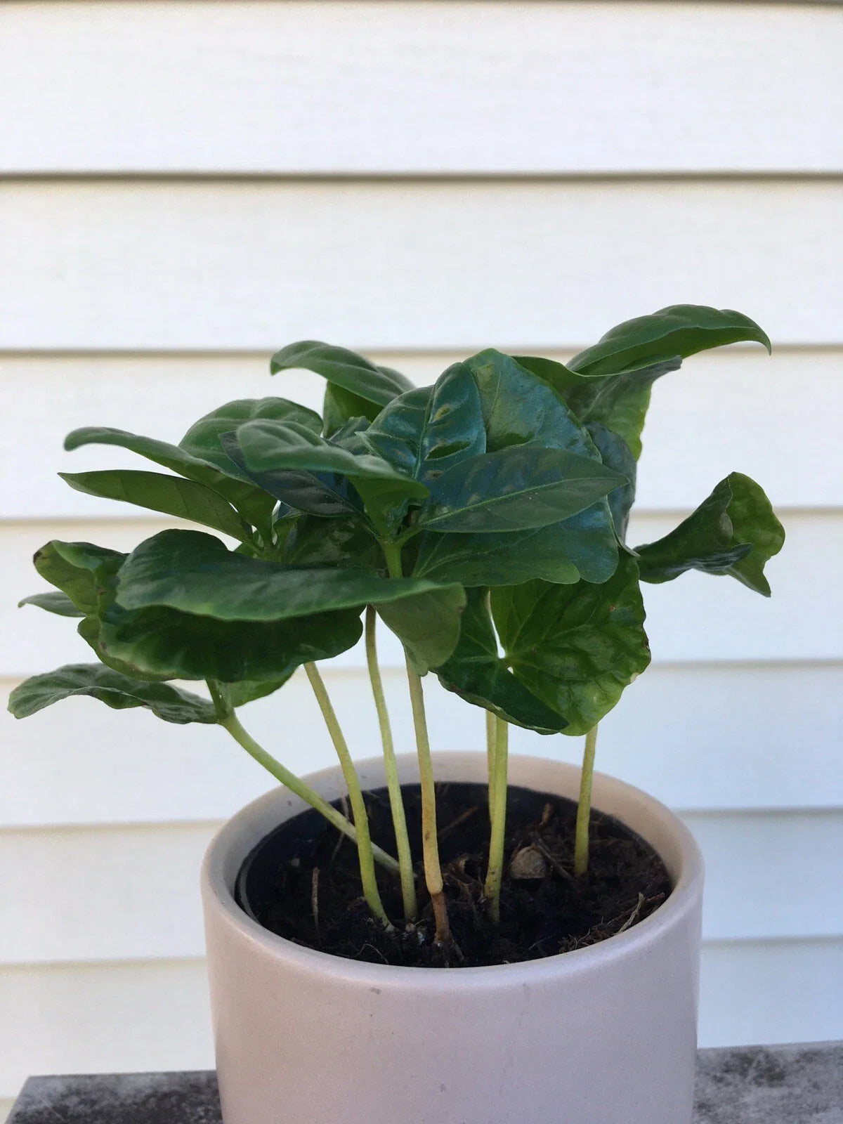 Coffee Arabica Potted Plant | Live Arabian Coffee Plant | Coffea Arabica