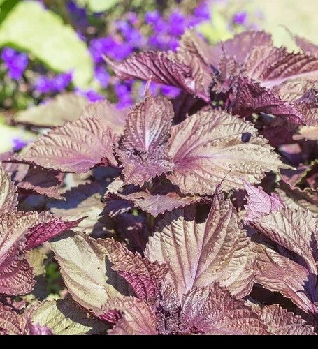 Shiso Seeds 350-5600 Purple Perilla Red Mint Aroma Frilled Leaves Culinary Herbs (Perilla frutescens)