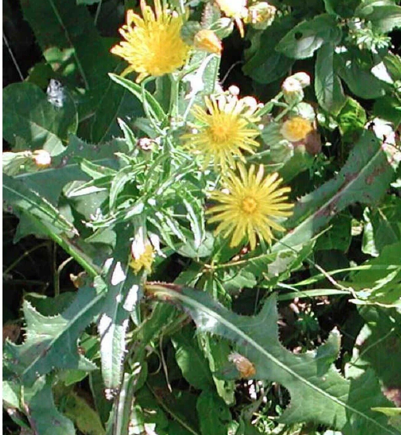 Wild Prickly Lettuce Seeds 50+ Organic Lactuca Virosa Medicinal Pain Relief USA