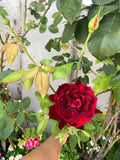 Dark Maroon Rose Cuttings, 6 Inch Long, Fragrant, No Roots, Rosa spp.