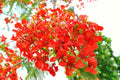 50 Seeds Royal Poinciana Delonix regia - Flamboyant Flame Tree - Made in USA